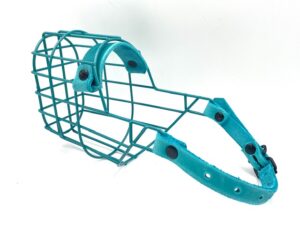 Yori Beagle Rüde wasserblau