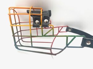 CHOPO Labrador Rüde Herbst